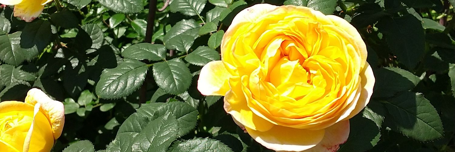 nautilus21's profile banner image