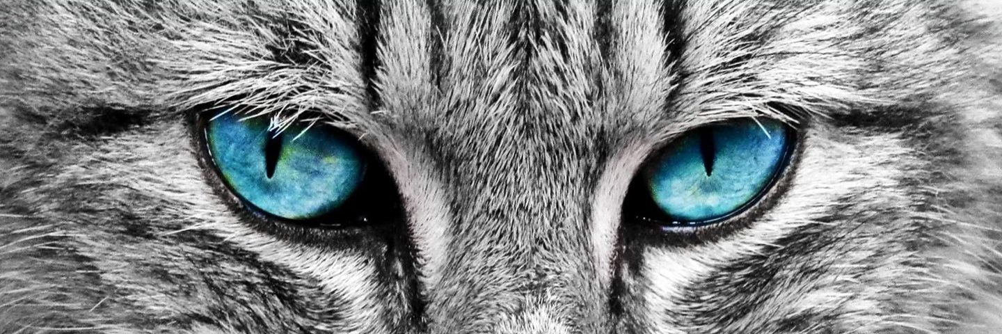 MidphaPrince's profile banner image