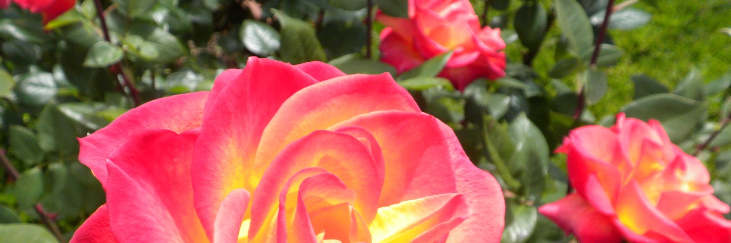 NadoFlowerShow's profile banner image