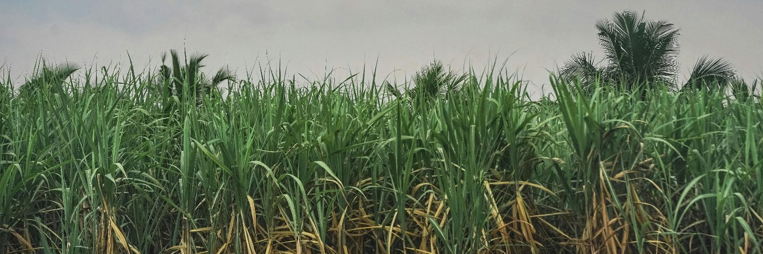 Swampist's profile banner image