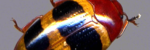 yanase hiroichi『アンパンマンと日本人』『カワセミ都市トーキョー』『国道16号線』 banner