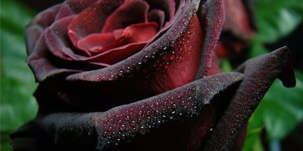 twztdbuttafly's profile banner image