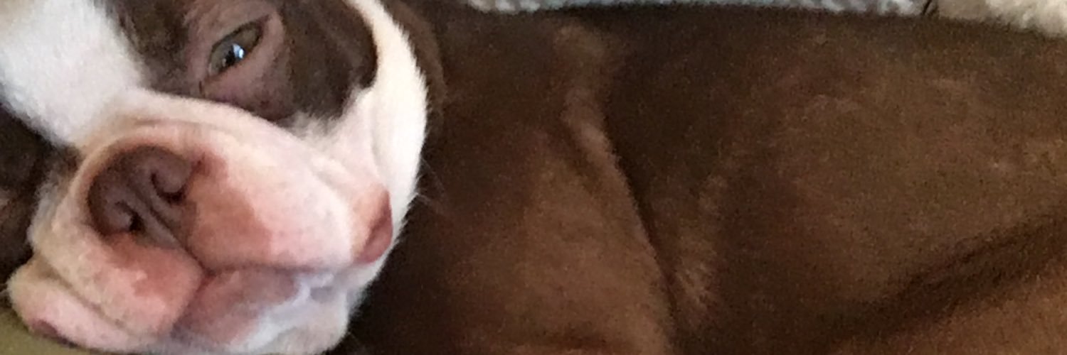 WilleyStephanie's profile banner image