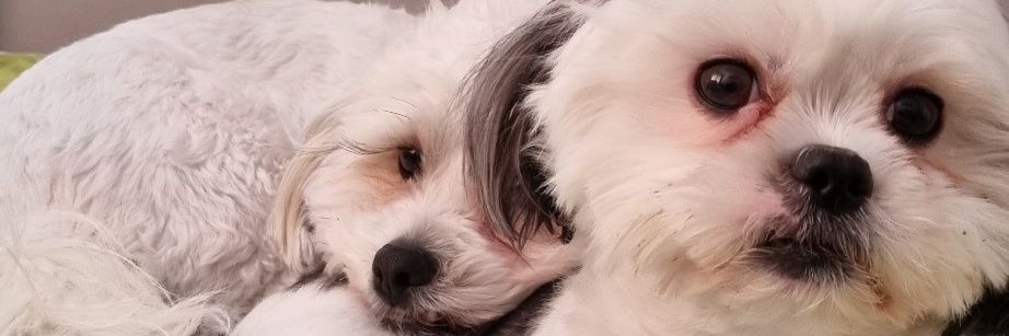 Paul Fagan🇮🇪🇪🇺🏳️‍🌈🐕🐕⛳🎯🚂 banner