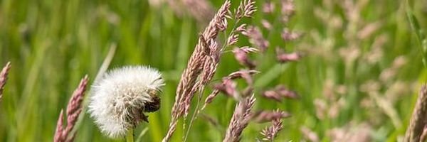 Sarah Court-Devilliers banner