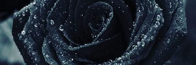 Ckatz25's profile banner image