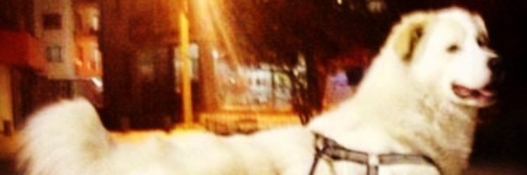 GencaTerzi's profile banner image