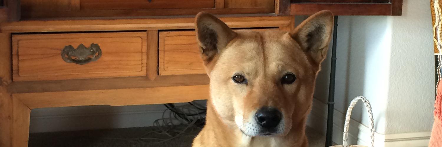 Twodogfarms's profile banner image