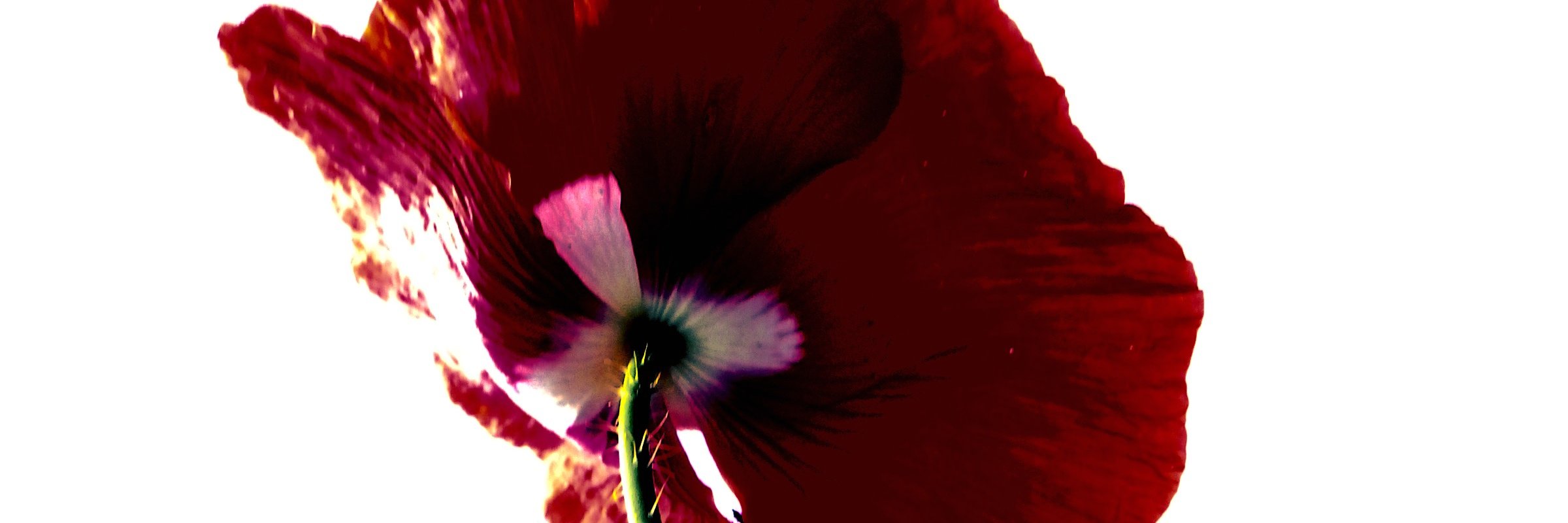 lisemariemichel's profile banner image