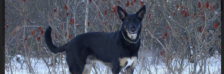 Johnny Upton 🇨🇦 banner