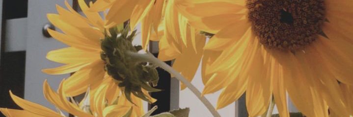 bitchintae's profile banner image