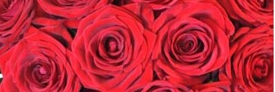 JacarandaFlors's profile banner image