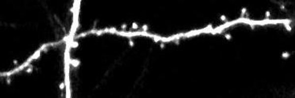 MostanyLab Profile Banner