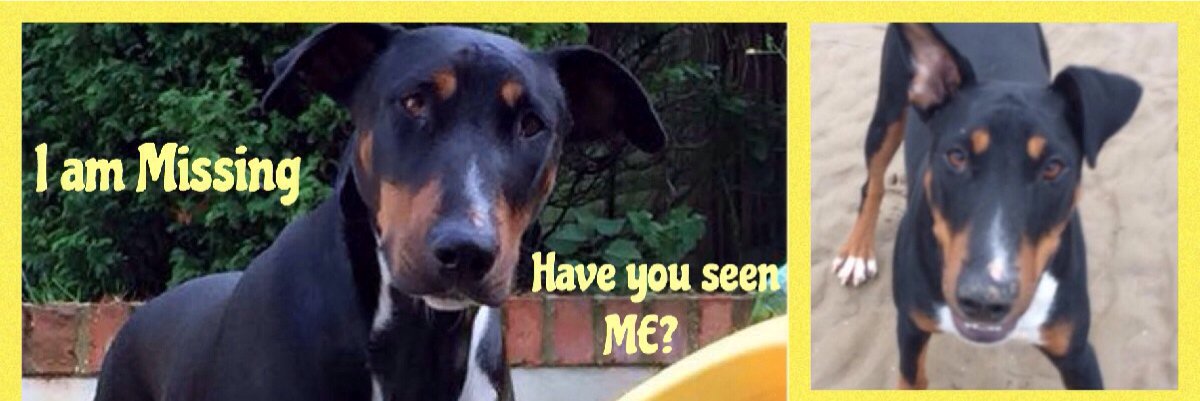 FindingNina2's profile banner image