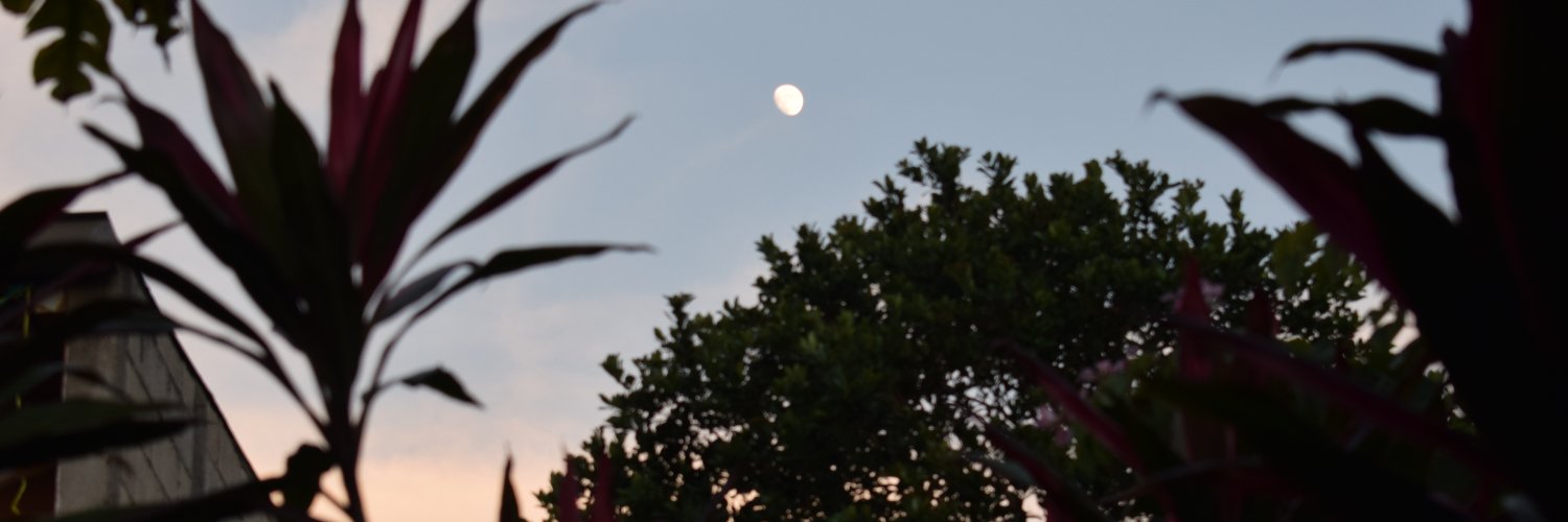 laiguanaot's profile banner image