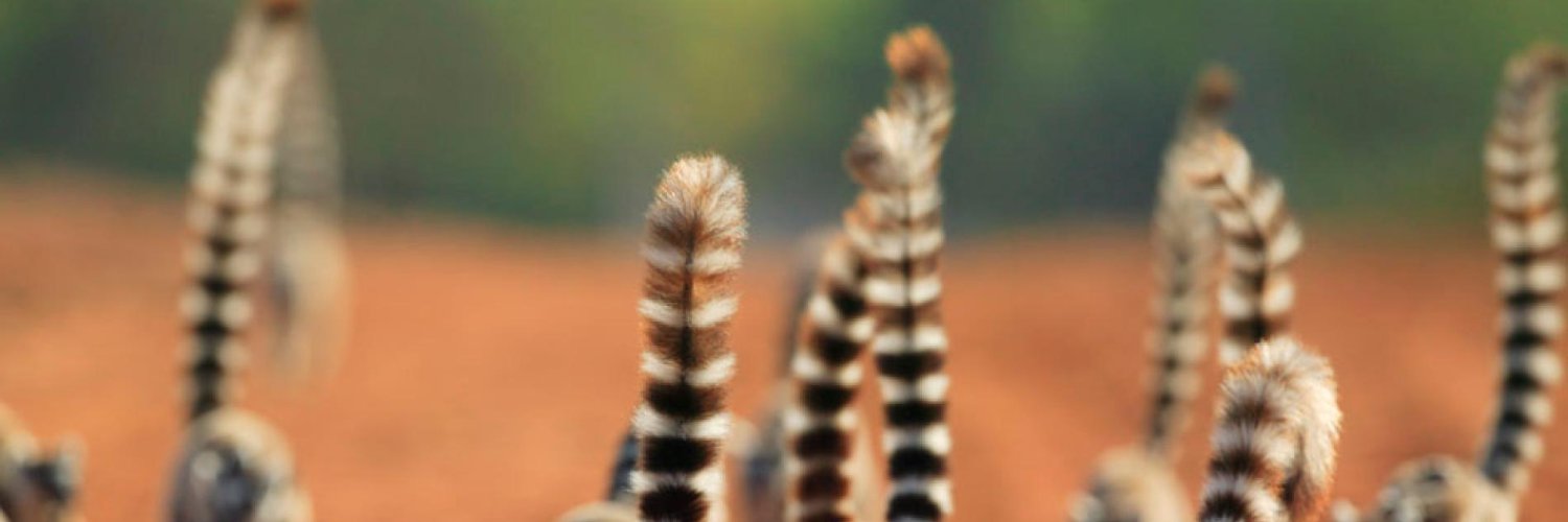danieleroga's profile banner image