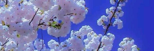 allbarreto Profile Banner