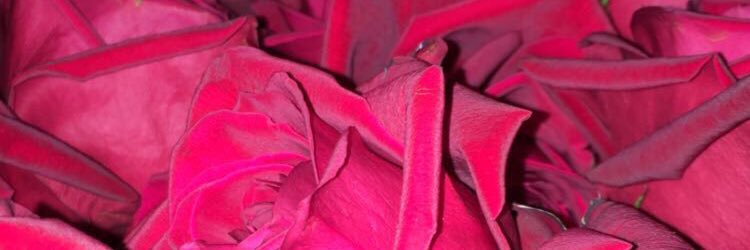 nikki_collette's profile banner image