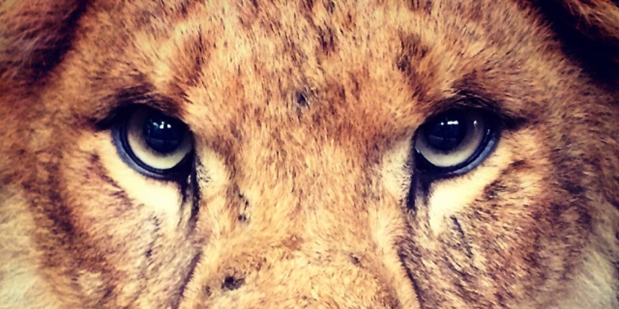 TaschaChild's profile banner image