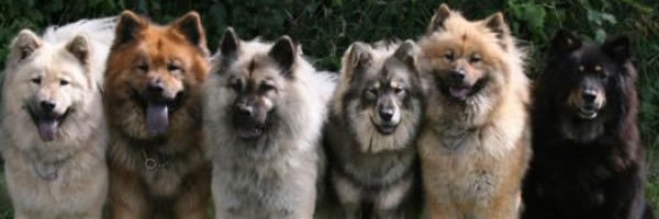 theDogMaple's profile banner image