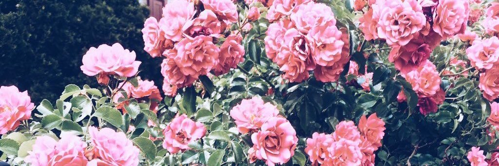 blairwhitlee's profile banner image