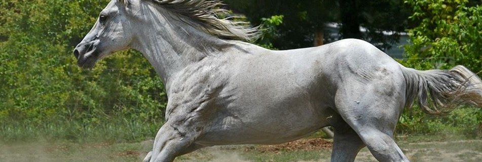 CALLAMINA's profile banner image