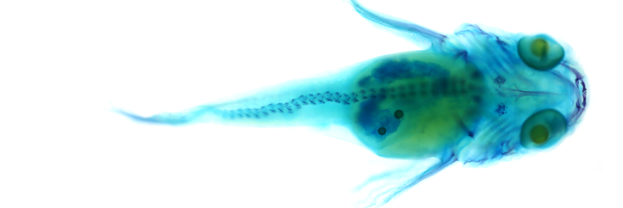 Daniel Geldof banner