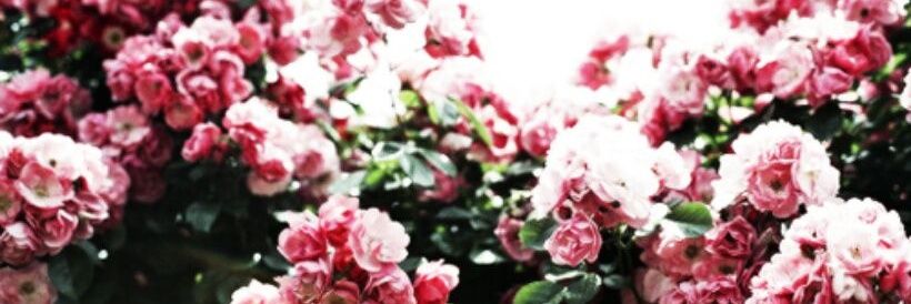 CandiedCheer's profile banner image