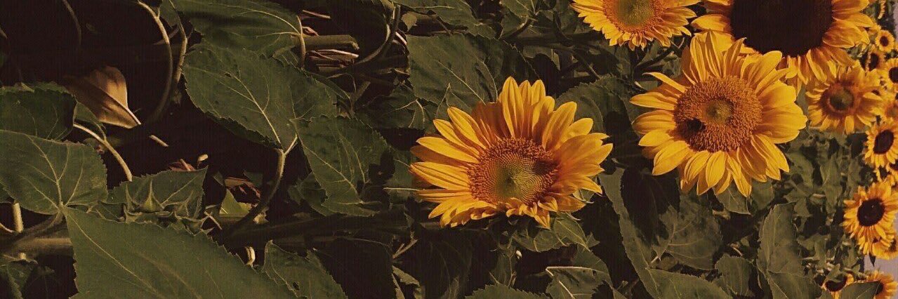IngUbuntu's profile banner image