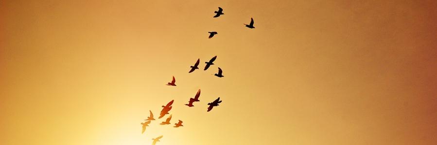 Flying Bird 🦋 banner