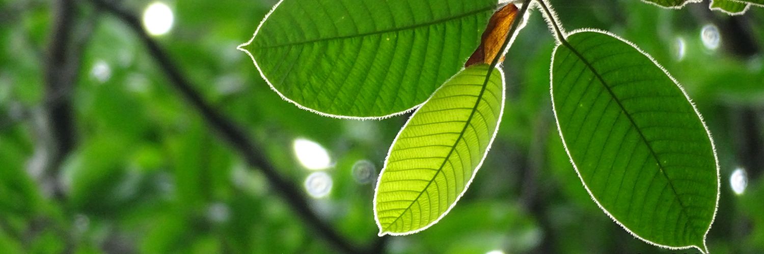 bennyaryef's profile banner image