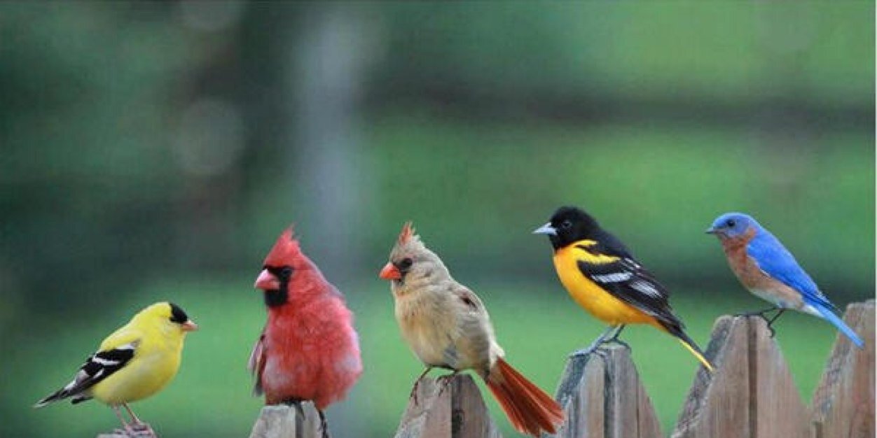 arif külünk banner