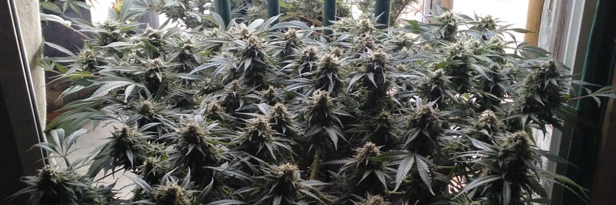 manoverdeseeds's profile banner image