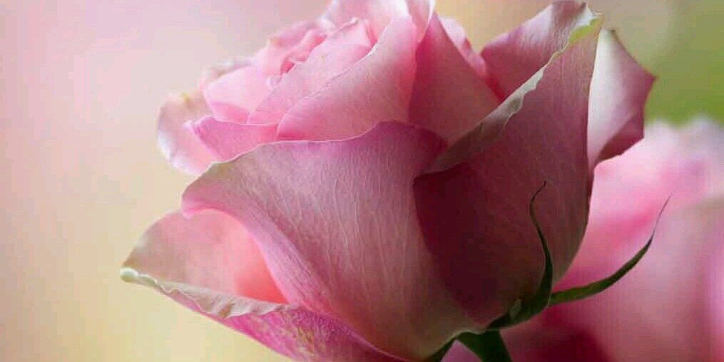 DEEPIKAGounder's profile banner image