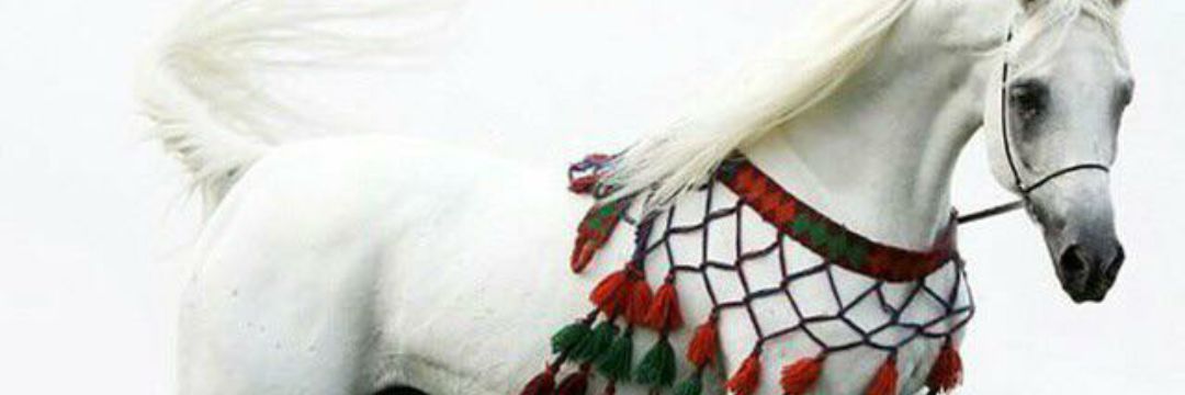 YALSUROOR's profile banner image