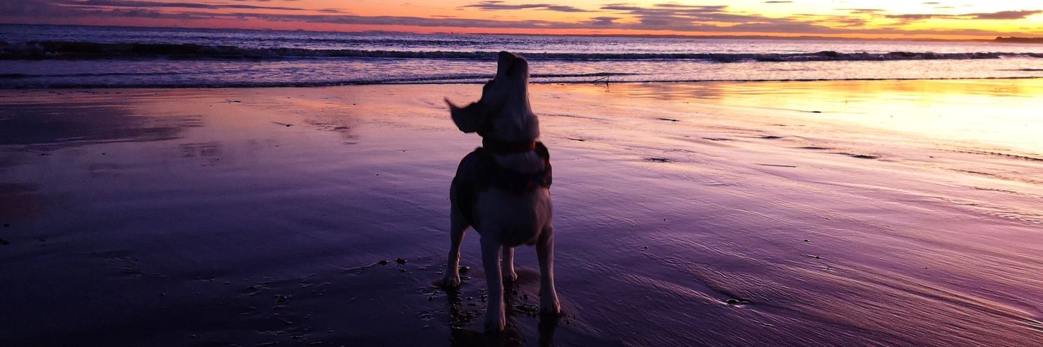 Jennifer Morley 🦕🌻🌈🌍🏴󠁧󠁢󠁳󠁣󠁴󠁿 banner