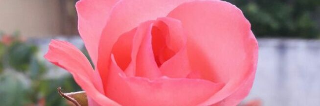 Bianca_PMS's profile banner image