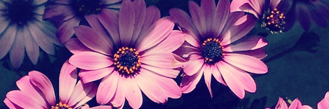 DaliaSadaka's profile banner image