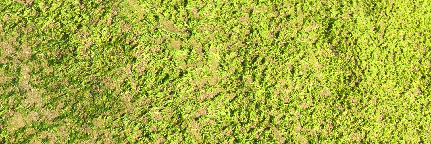 barbaravlaha's profile banner image