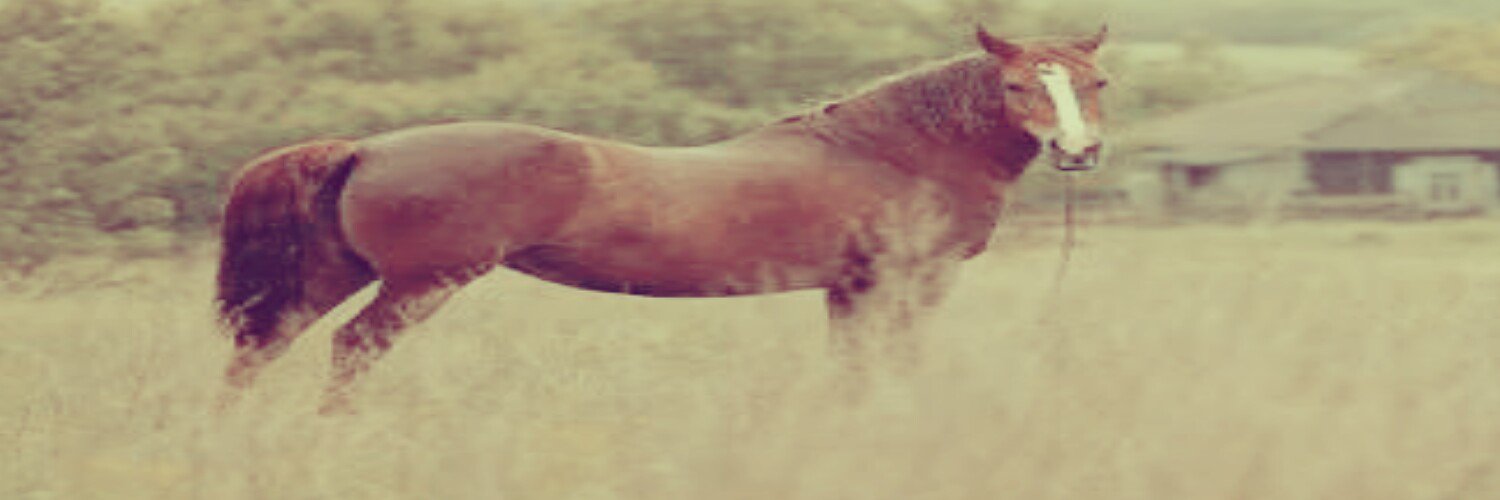 Karslanbutt's profile banner image