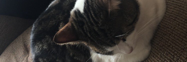 princesskate333's profile banner image