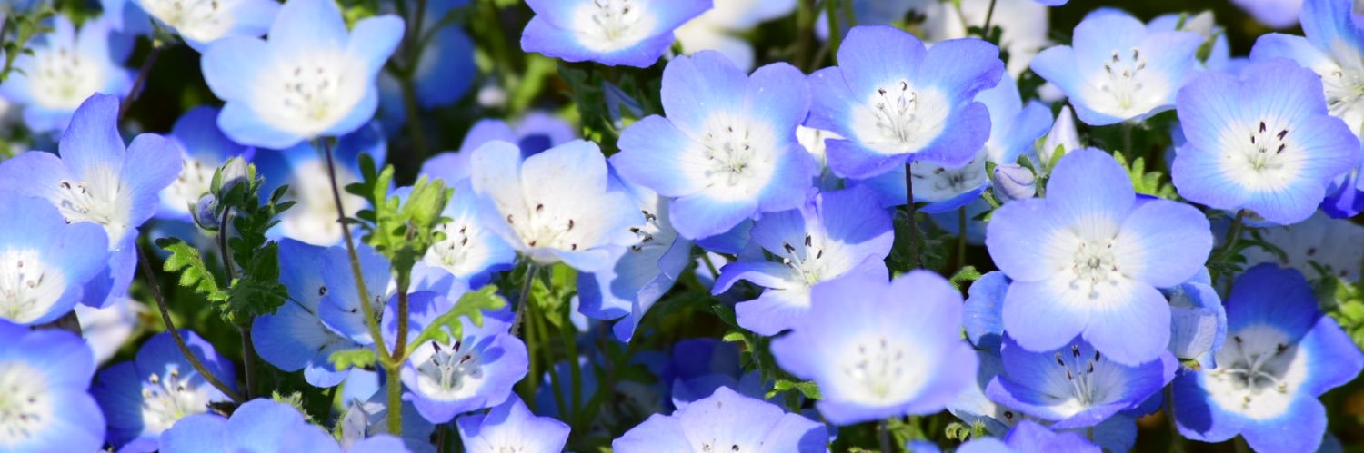 miy0515's profile banner image