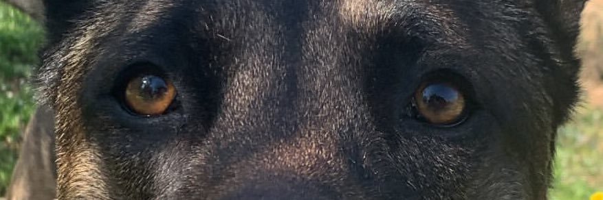Neftamoya's profile banner image