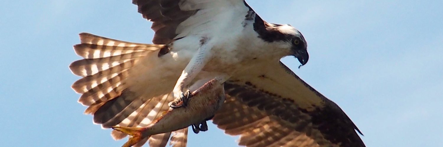 LongIslandBirds's profile banner image