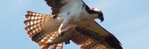 LongIslandBirds Profile Banner
