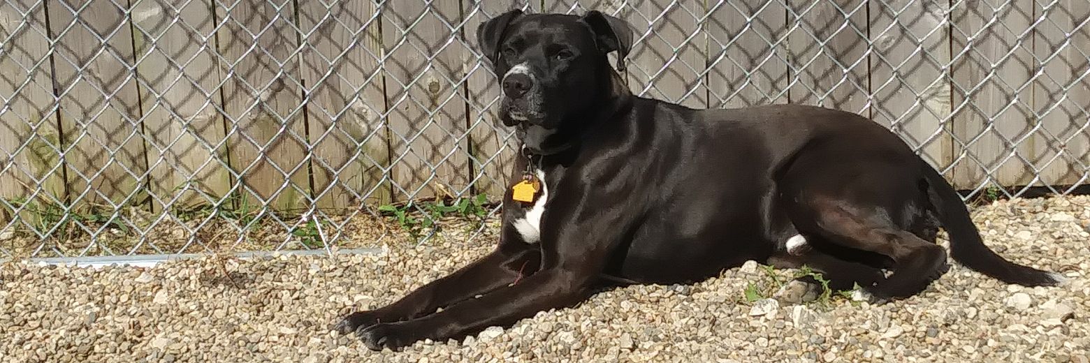 ABF_Rescue's profile banner image