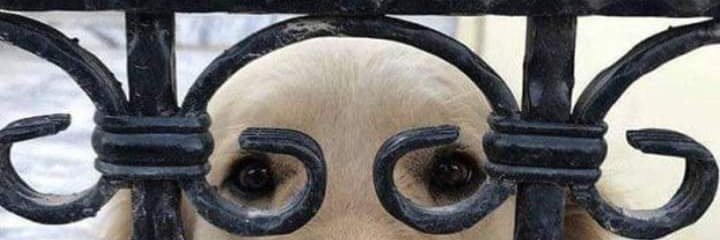 syrwam's profile banner image