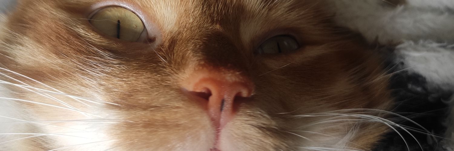 lauramassote's profile banner image