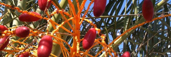 FaeriaTeam Profile Banner