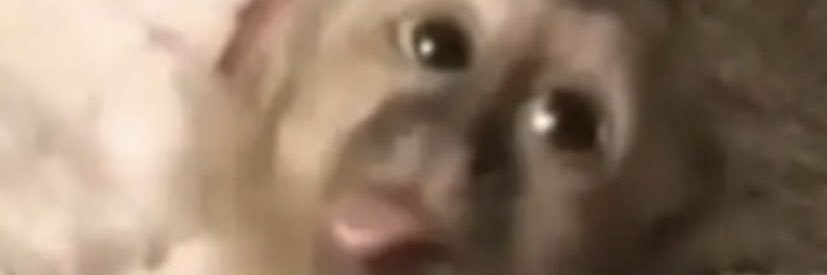 obzelus's profile banner image